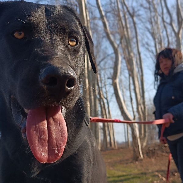 cane-in-cerca-di-adozione-leon (5)