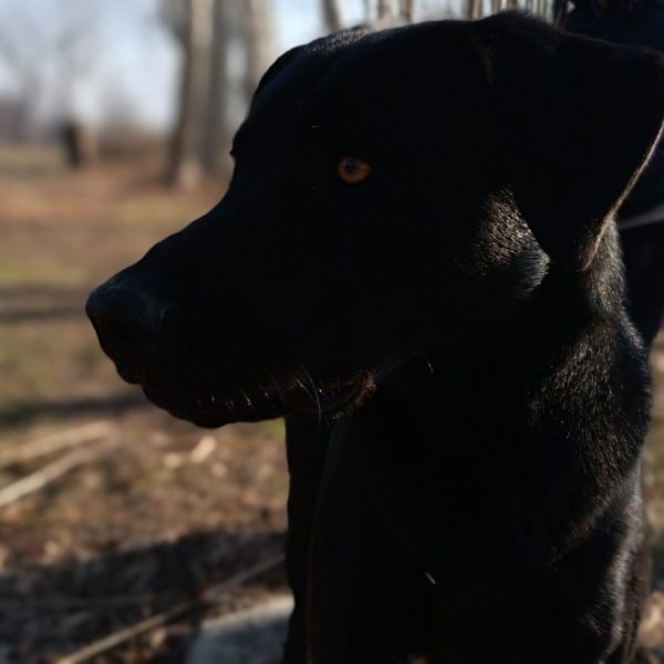 cane-in-cerca-di-adozione-leon (6)