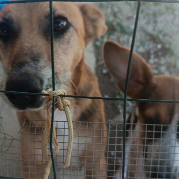 cani da adottare (1)