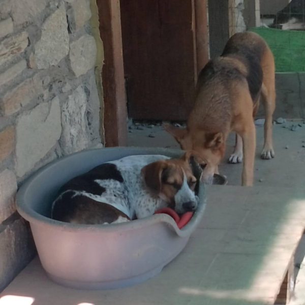 cani da adottare (10)