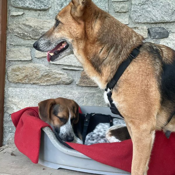cani da adottare (11)