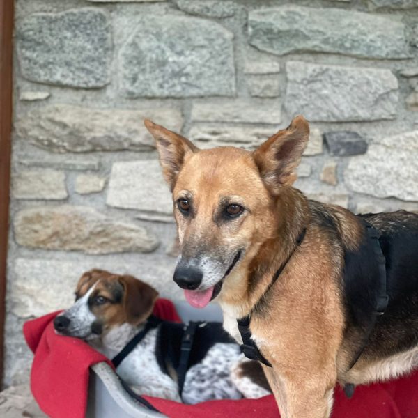 cani da adottare (12)