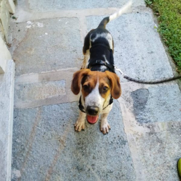 cani da adottare (13)