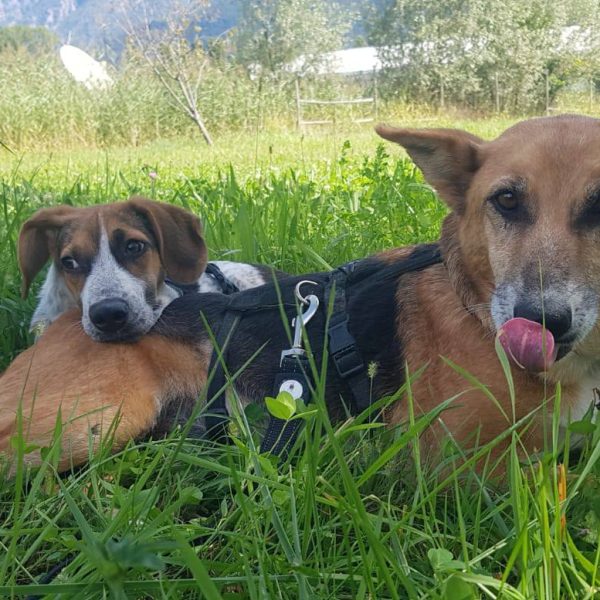 cani da adottare (17)