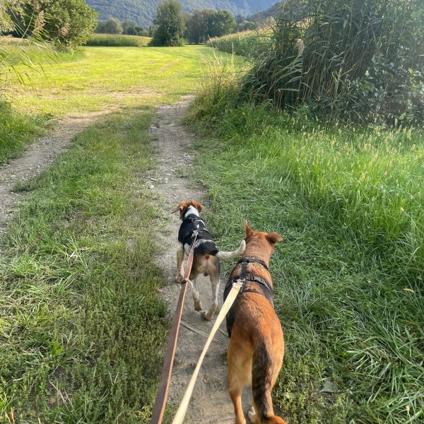 cani da adottare (2)