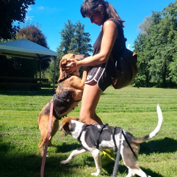 cani da adottare (3)