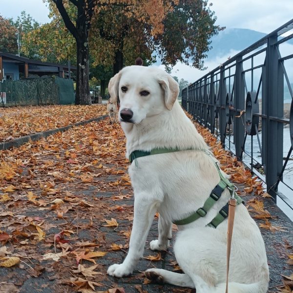 cani-in-adozione-rio (10)