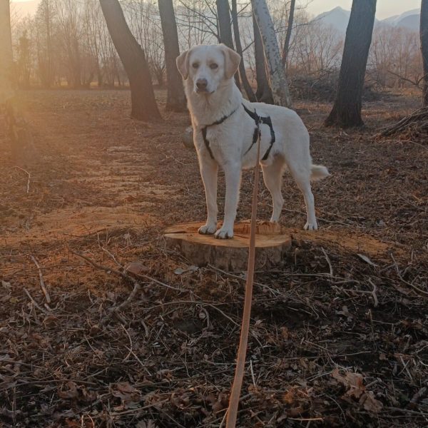 cani-in-adozione-rio (11)
