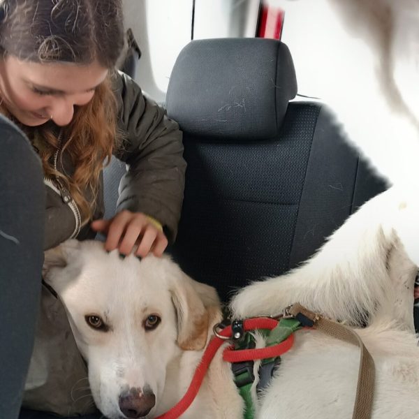 cani-in-adozione-rio (2)