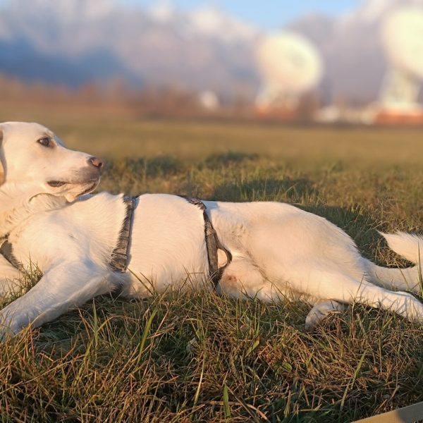 cani-in-adozione-rio (4)