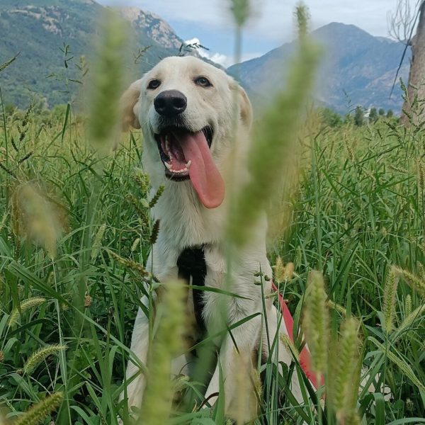 cani-in-adozione-rio (5)