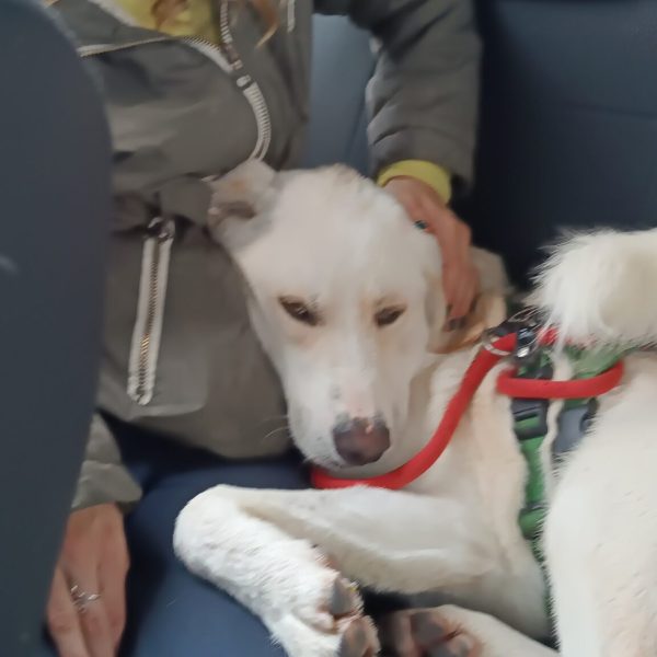 cani-in-adozione-rio (6)