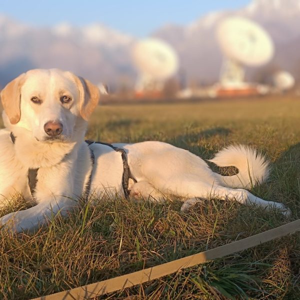 cani-in-adozione-rio (7)