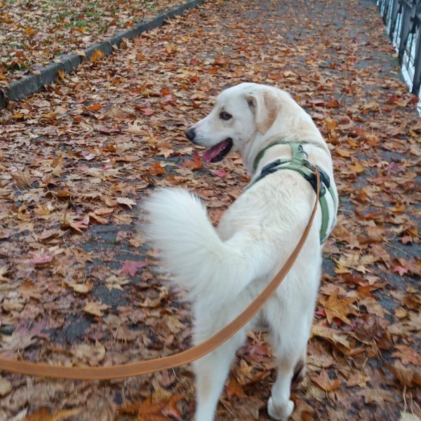 cani-in-adozione-rio (9)