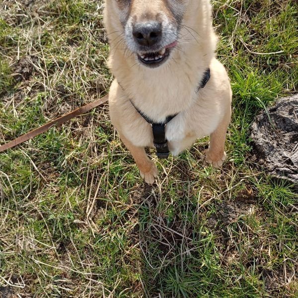 maya (4)
