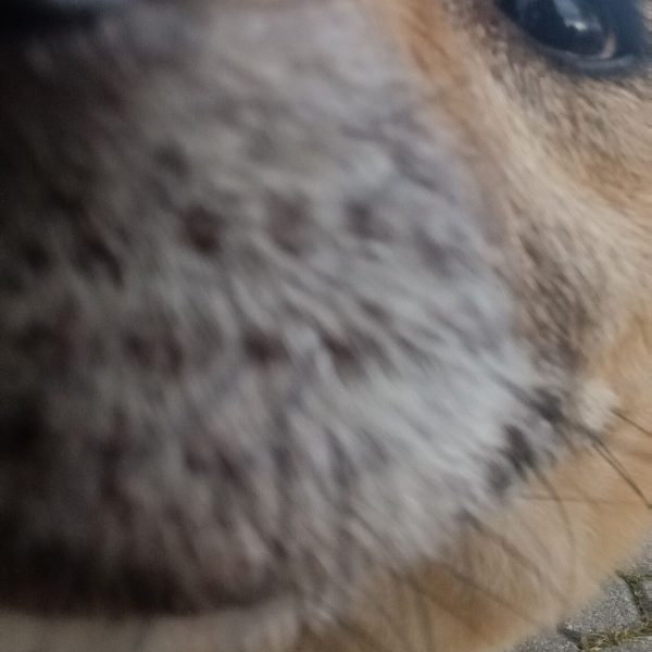 maya (5)