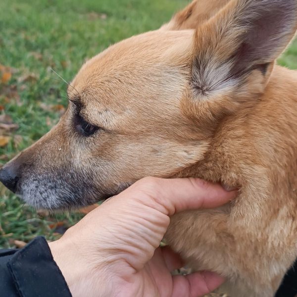 maya (7)