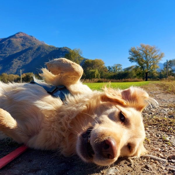 sole