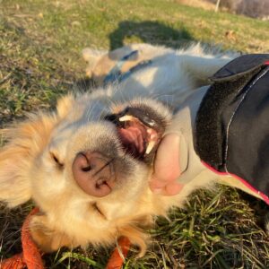 Sole